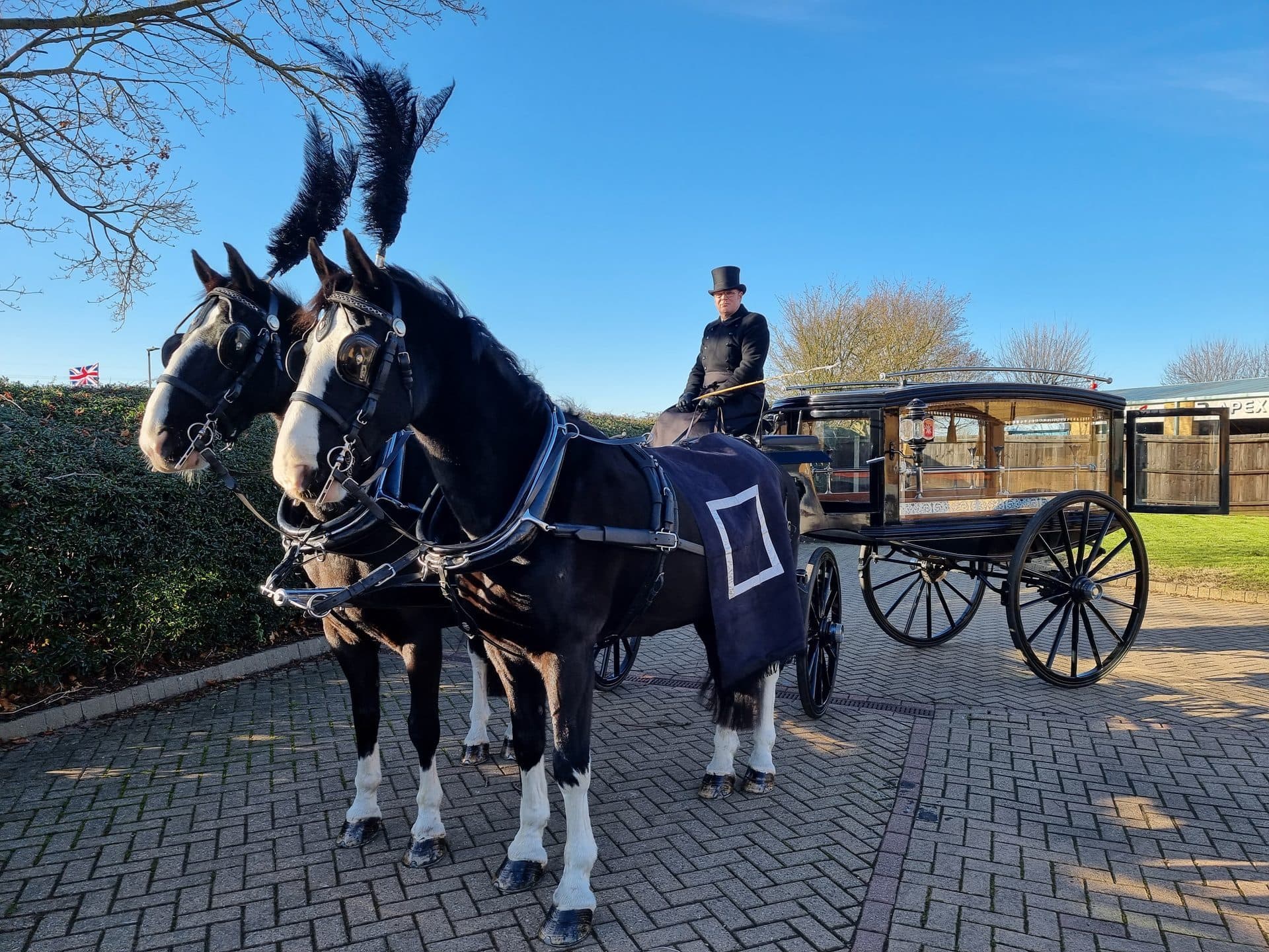 Victor, black Gelderlander at DK Carriage Horses