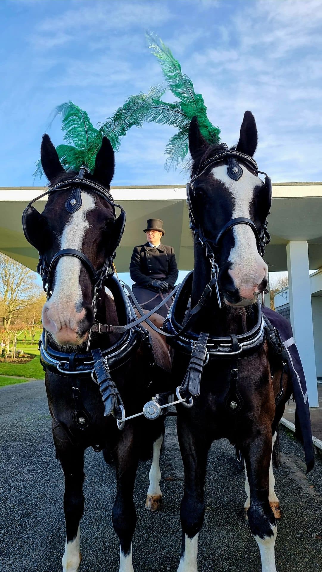 Black Gelderlander in harness