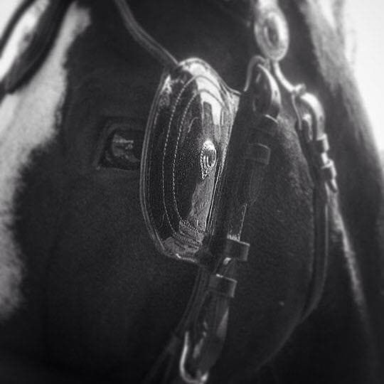 Grey horses ready for a carriage driving lesson