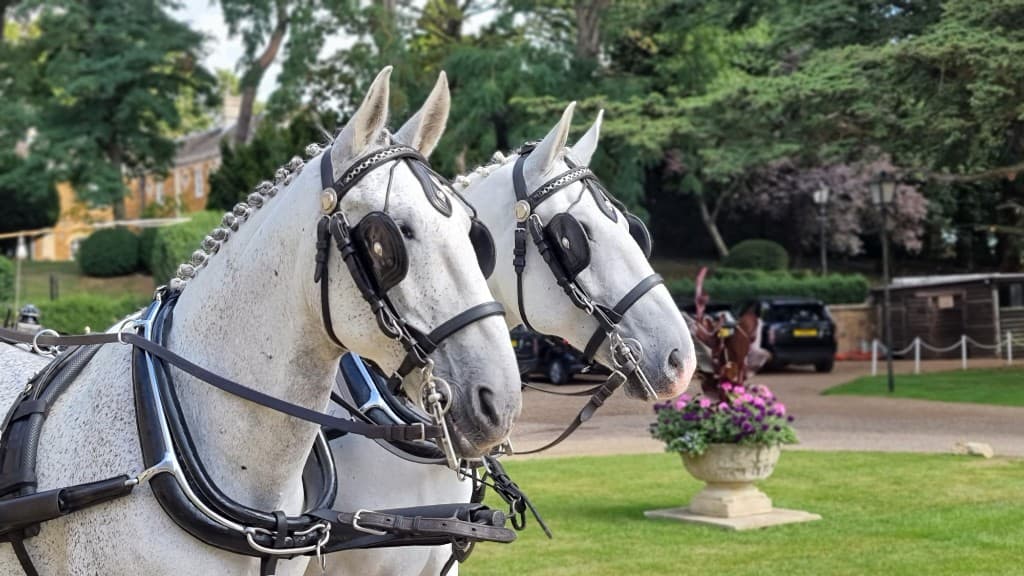 Grey Lippizaner horses at a relaxed walk through parkland near Belvoir Castle estate